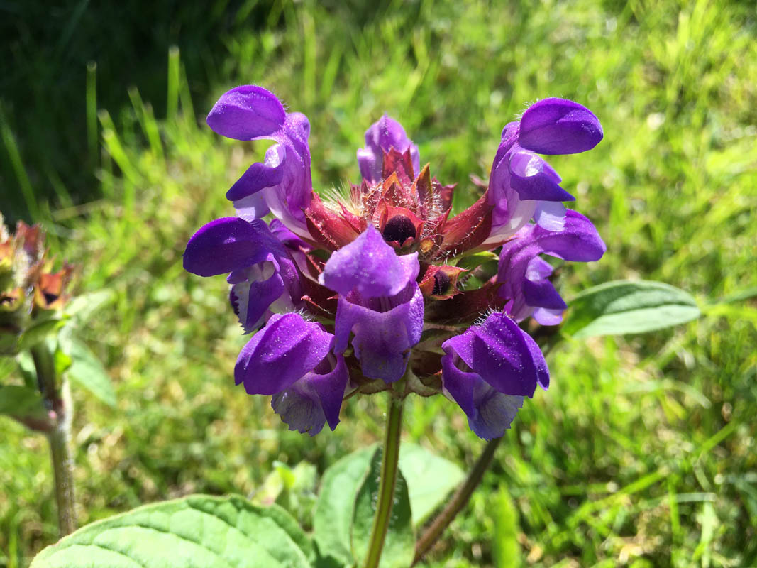 Prunella grandiflora
